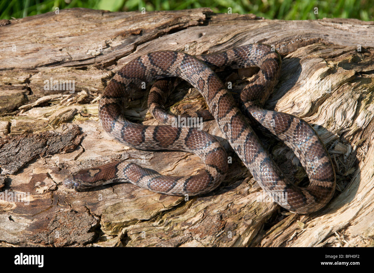 Eastern Milk Snake. (Lampropeltis t. triangulum); A wide range from Southeastern Canada through most of United States and into S Stock Photo