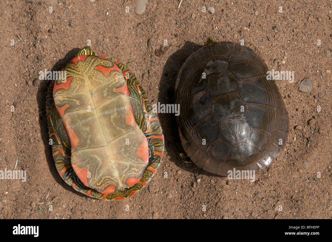 Both sides of shell of Painted Turtle (Chrysemys picta) is a reptile that is common in southern Canada United States and norther Stock Photo