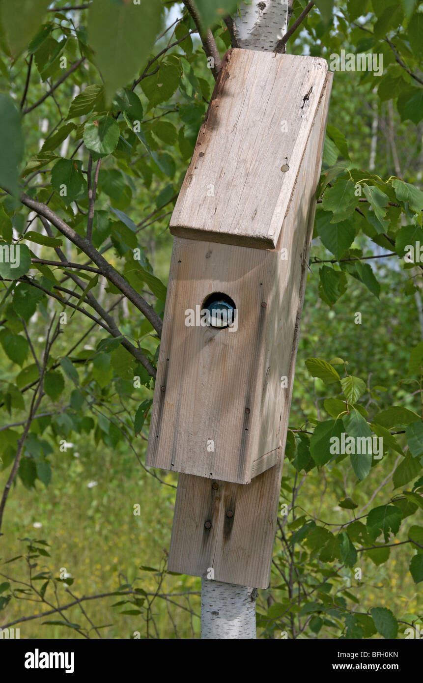 Tree Swallow (Tachycineta bicolor) in nest box. Minnesota. North America. Stock Photo