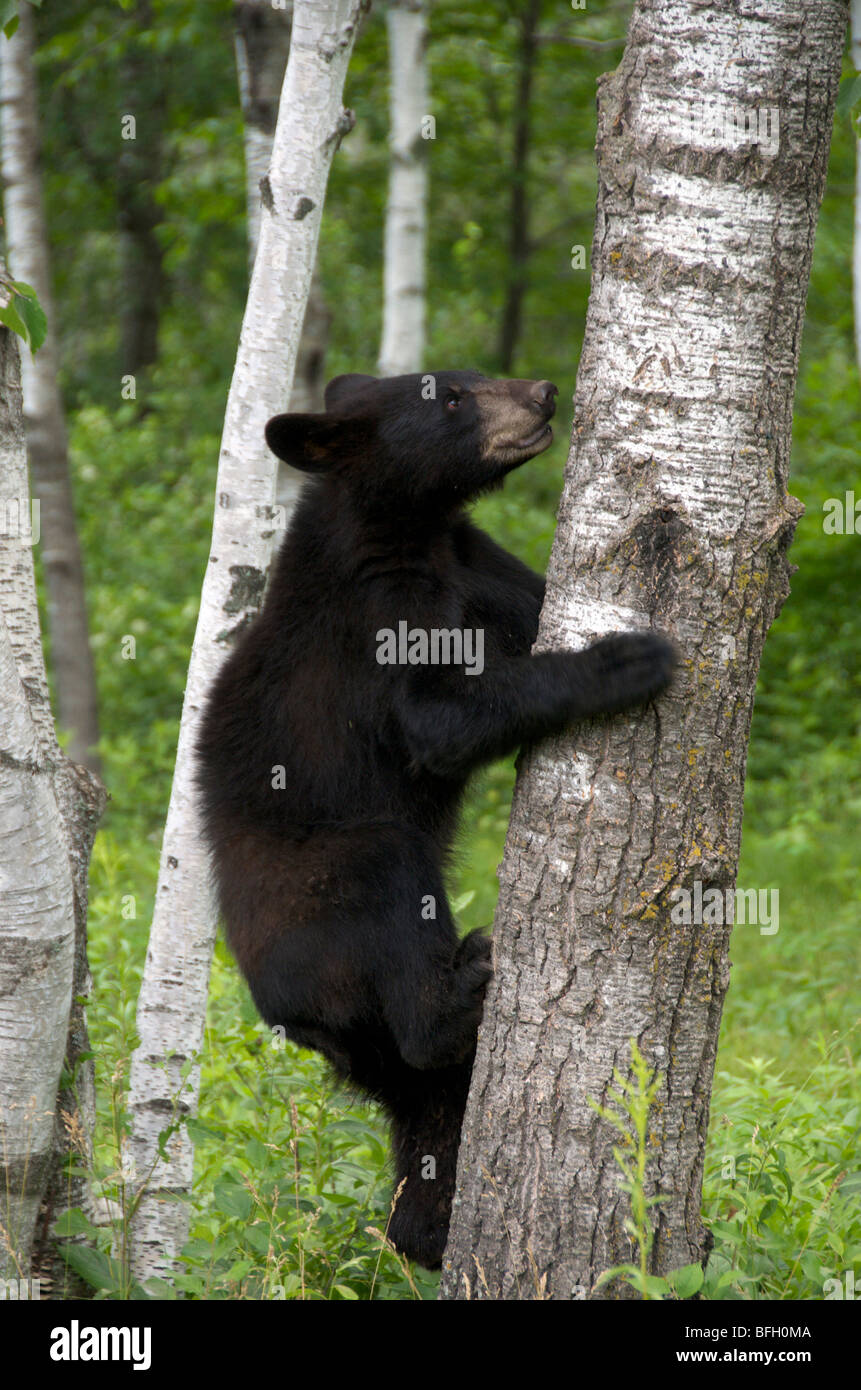 A wild male Black Bear (Ursus americanus) climbing an aspen tree in