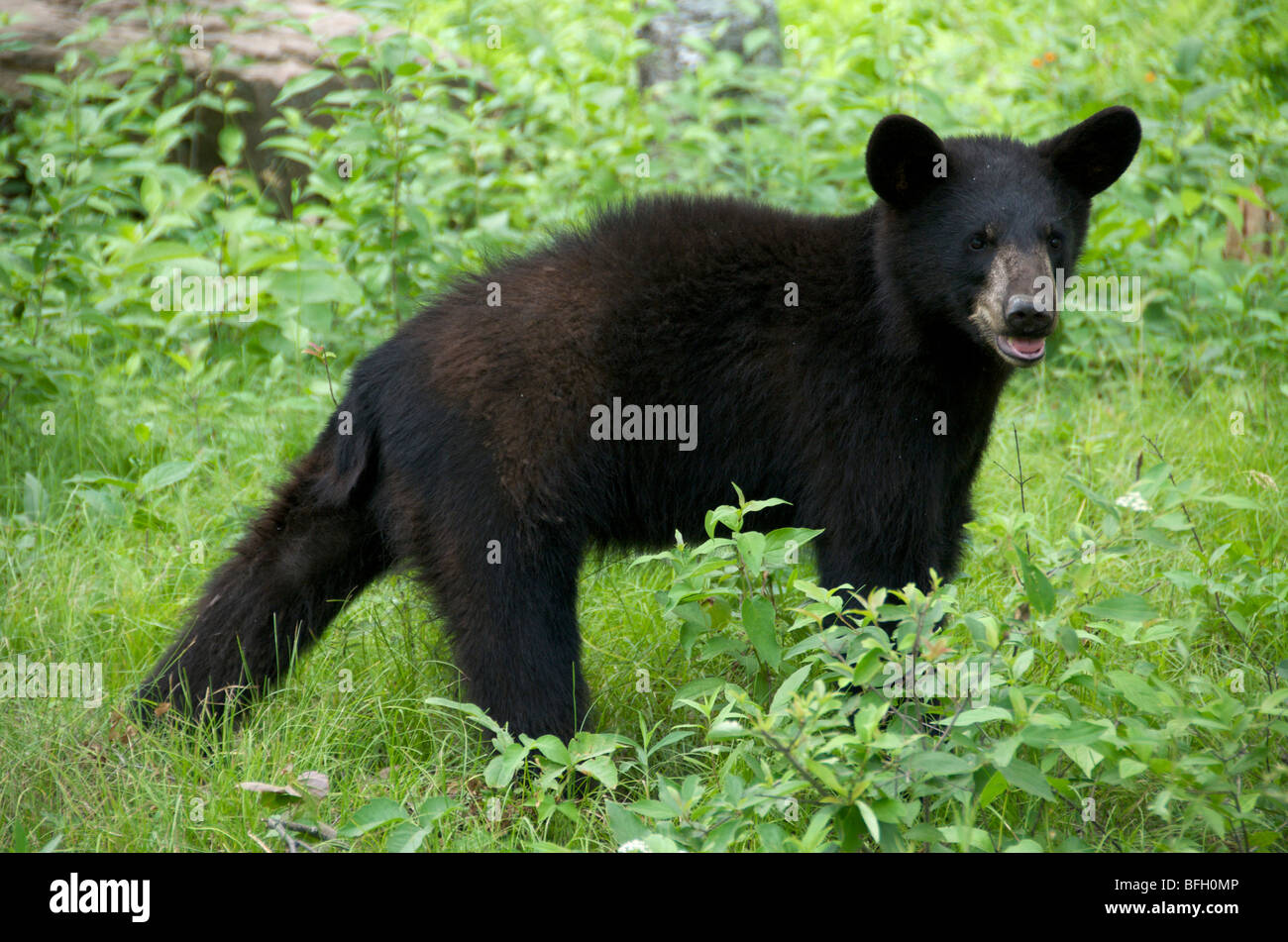 Sleeping giant provincial park High Resolution Stock Photography and
