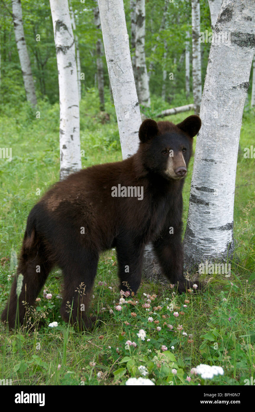 A wild male Black Bear (Ursus americanus) standing next to aspen trees