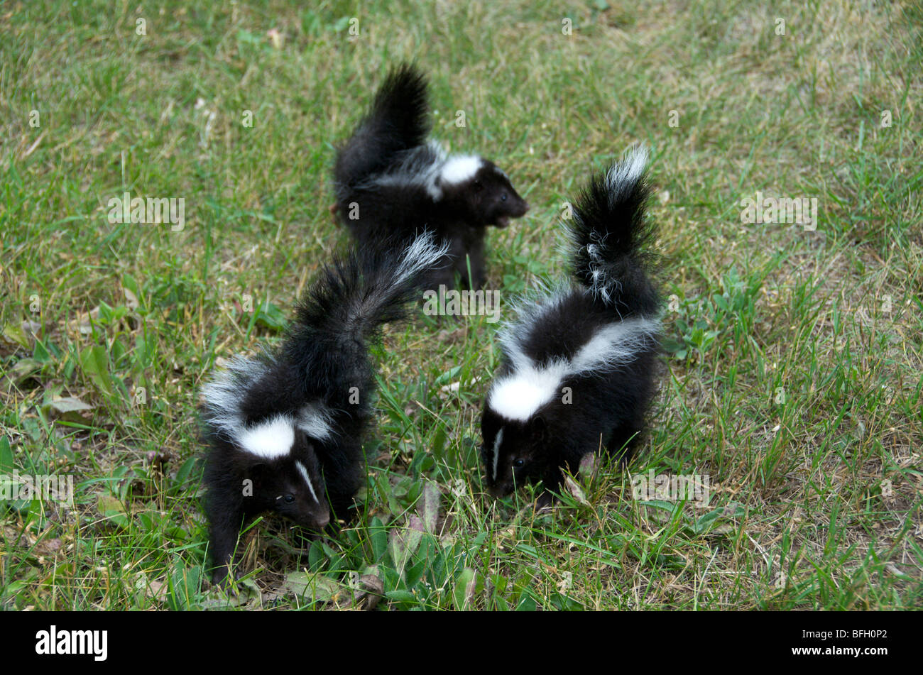 Striped Skunk (Mephitis mephitis) young with tail lifted  in a warning before spraying Grand Portage National Monument Minnesota Stock Photo