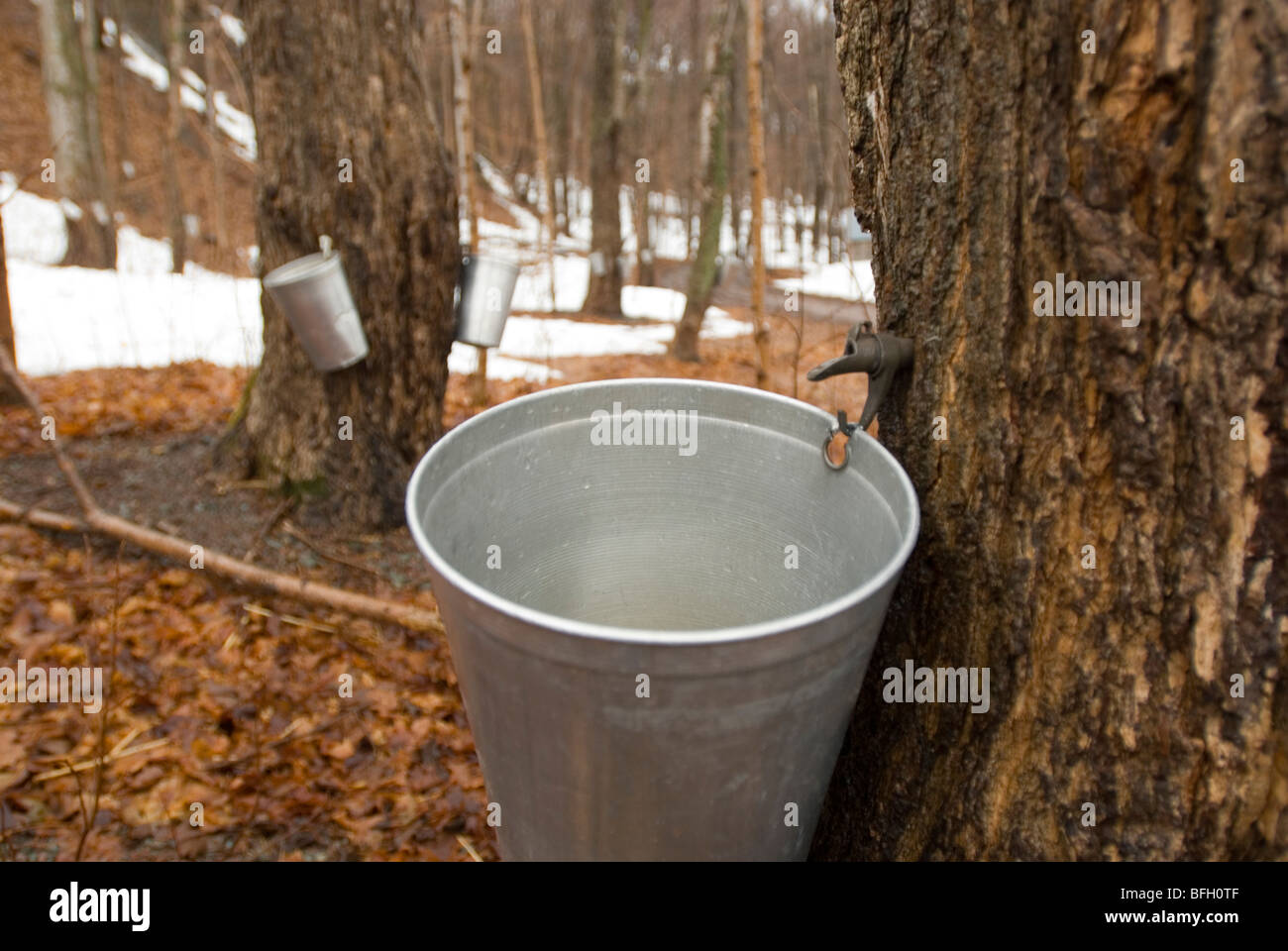 Maple trees tapped for making maple syrup Ile d'Orleans Quebec Canada Stock Photo