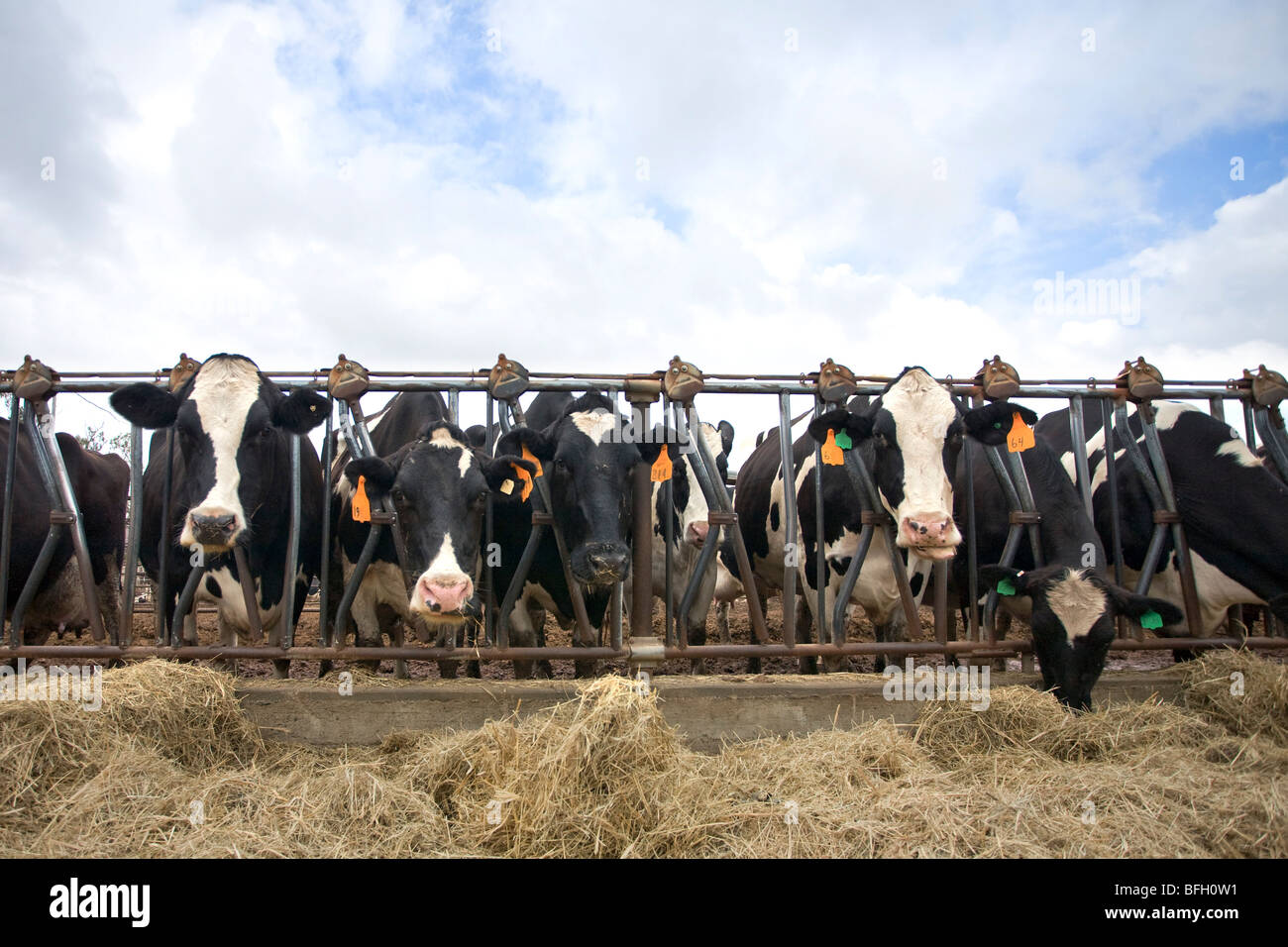Dairy cows looking through feed stalls with hay Stock Photo Alamy