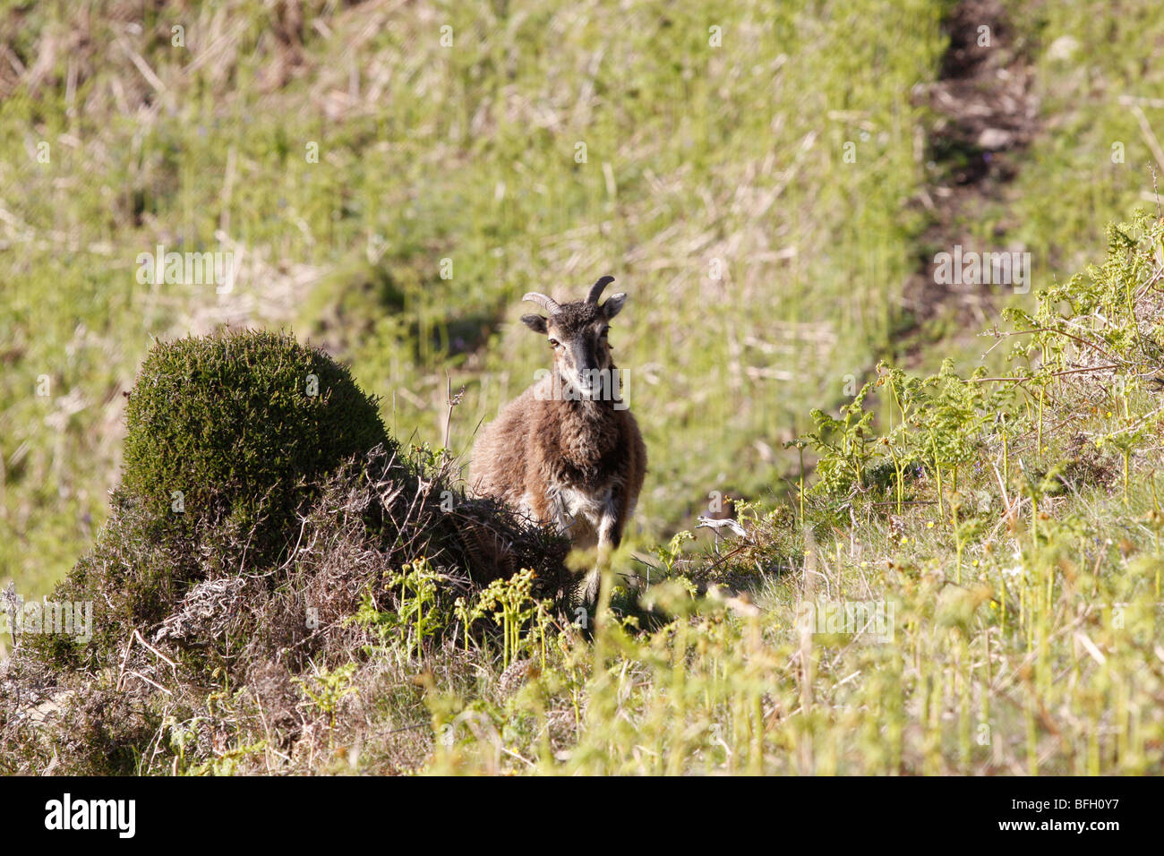 A soay sheep watches from a safe distance on the Holy Island, off Lamlash, Arran, Scotland. Stock Photo