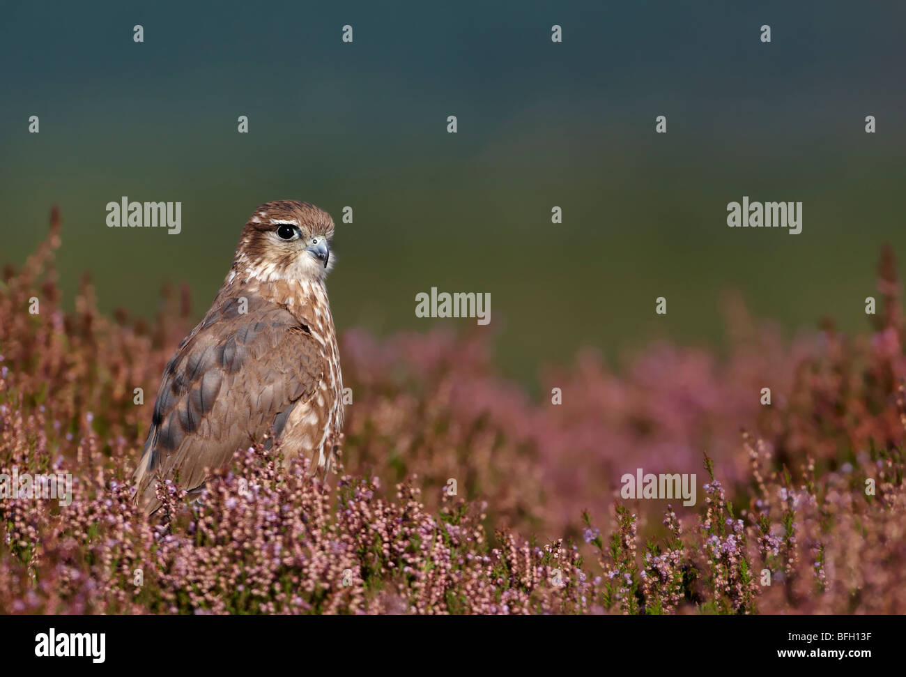 Merlin (Falco columbarius) Stock Photo