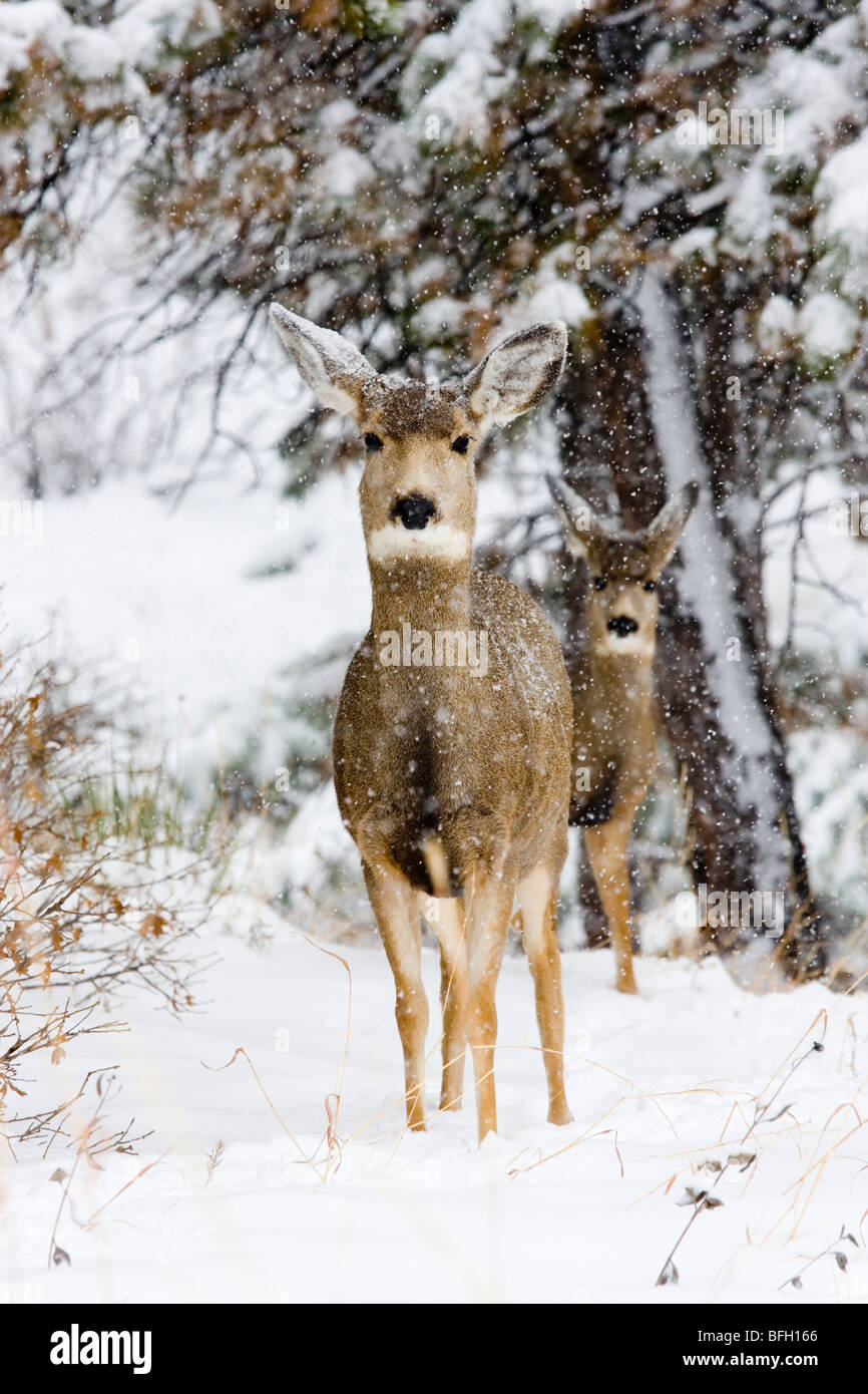 Mule deer brave a severe Colorado winter snowstorm Stock Photo Alamy