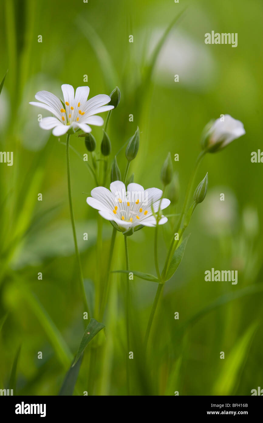 Stitchwort wild spring flower hi-res stock photography and images - Alamy