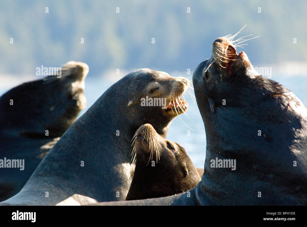 Spring herring spawns attract sea lions to Fanny Bay on Vancouver