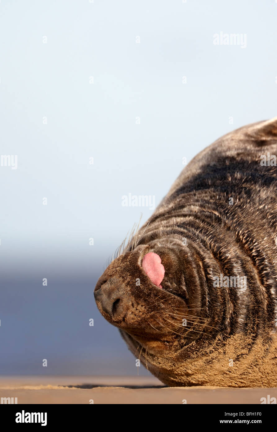 Atlantic Grey Bull Seal on beach in Lincolnshire (Halichoerus grypus) Stock Photo