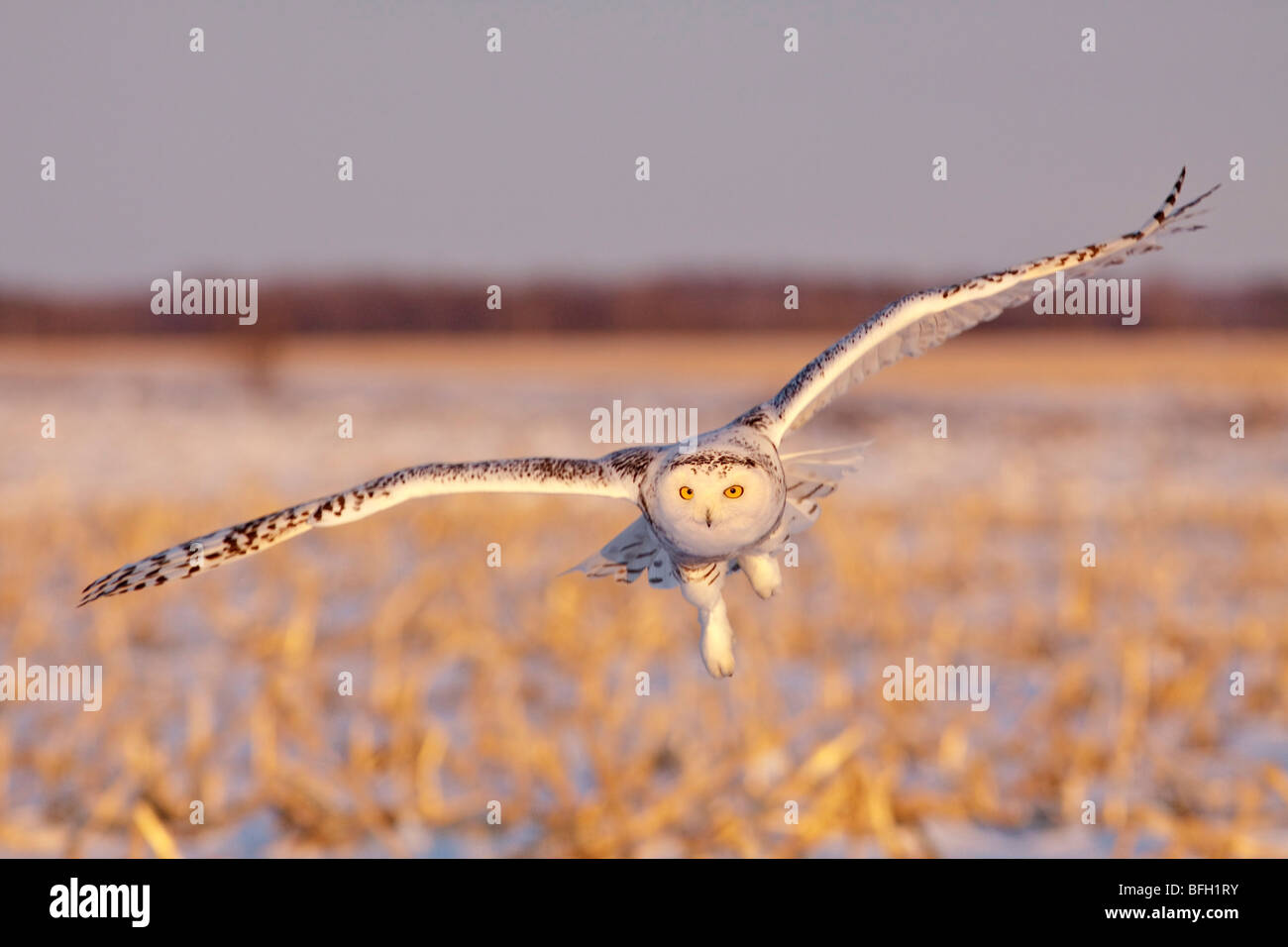 A young female snowy owl (Bubo scandiacus) hunting for rodents near Ottawa, Ontario, Canada. Stock Photo