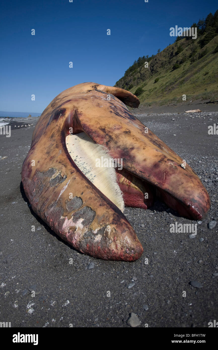 A beached gray whale on black sand beach Stock Photo