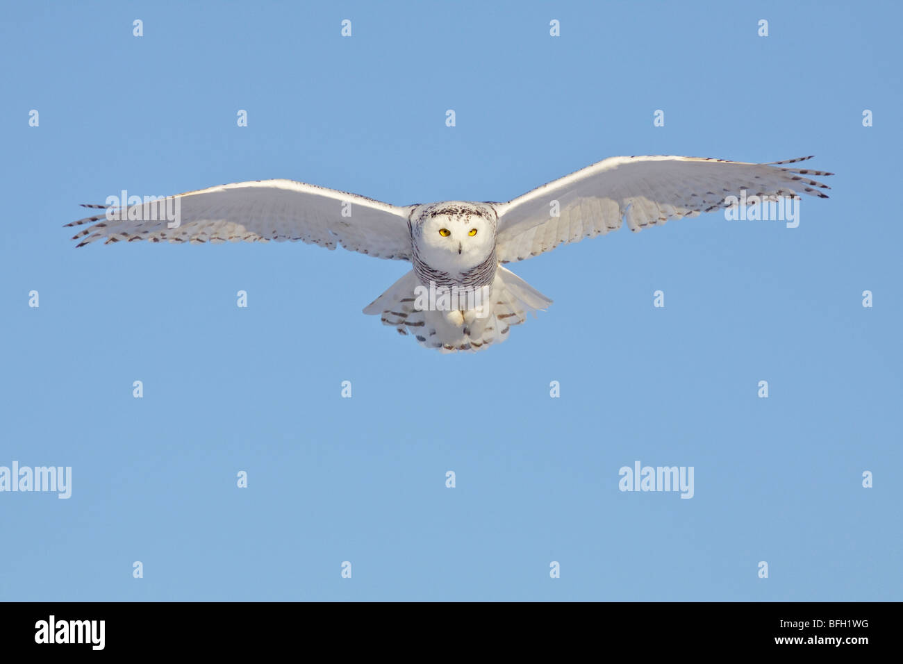A young female snowy owl (Bubo scandiacus) hunting for rodents near Ottawa, Ontario, Canada. Stock Photo