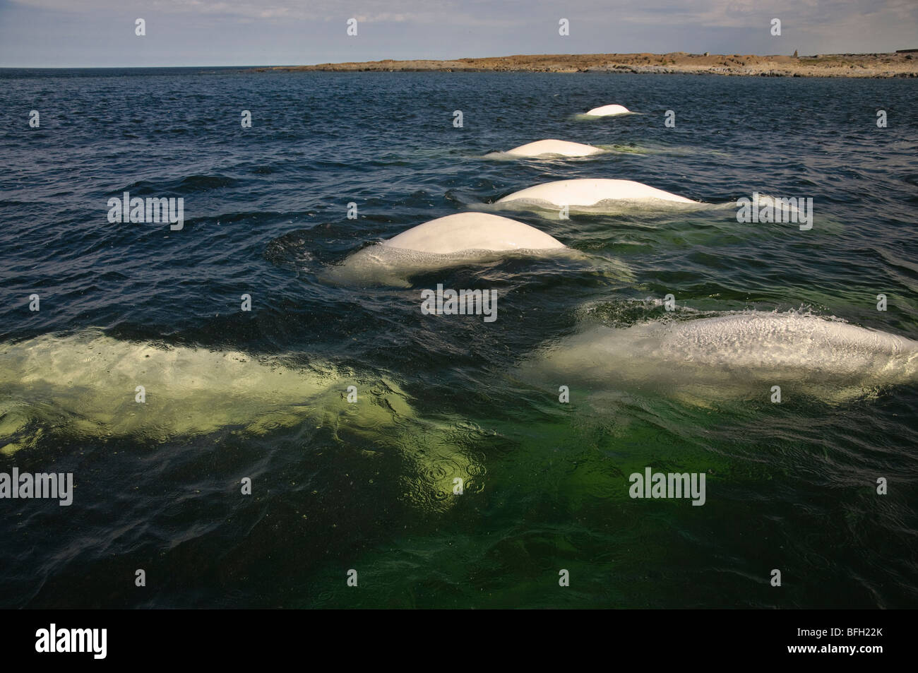 Beluga whales, Delphinapterus leucas, in summer near the Churchill River estuary, Hudson Bay, Canada Stock Photo