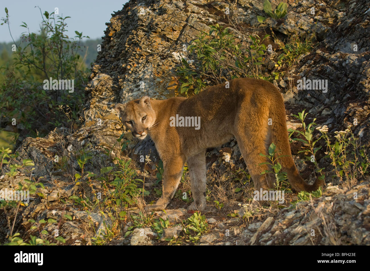 Cougar, Felis concolor, Rocky Mountains, Canada Stock Photo