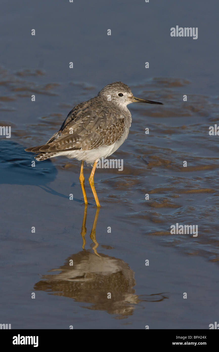 Lesser Yellowlegs Tringa flavipes Stock Photo