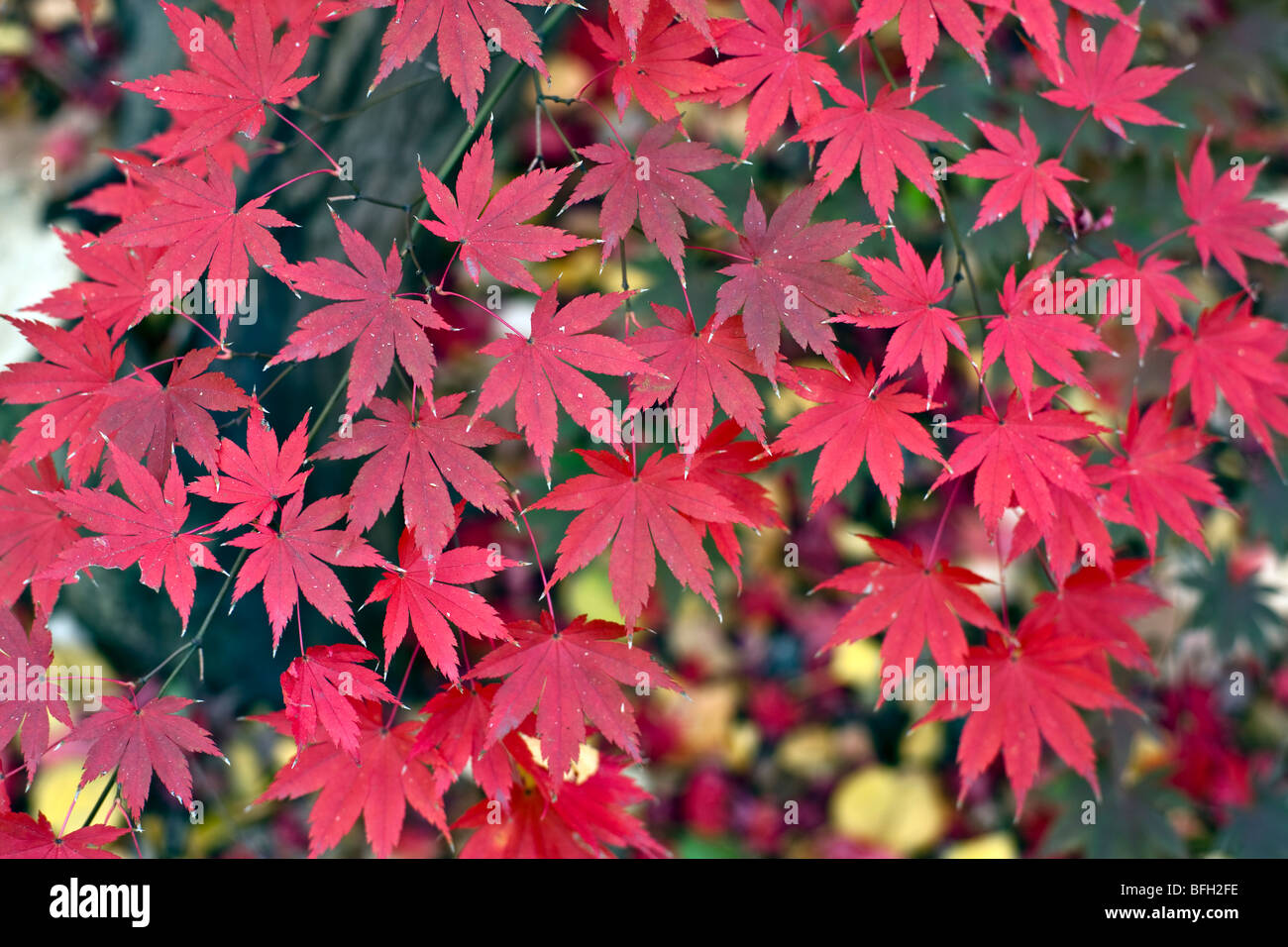Fall colored leaves japanese maple hi-res stock photography and images ...