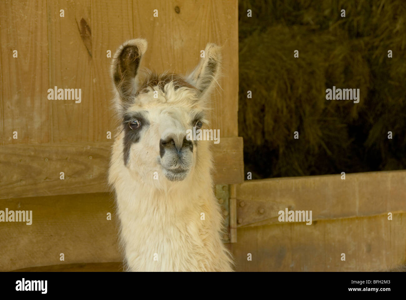 Llama on farm in western North Carolina, USA Stock Photo Alamy