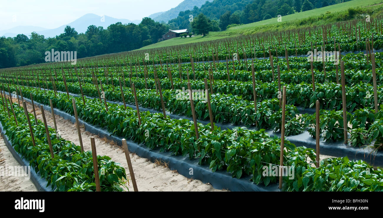 Bell peppers growing in a field in western North Carolina, USA Stock
