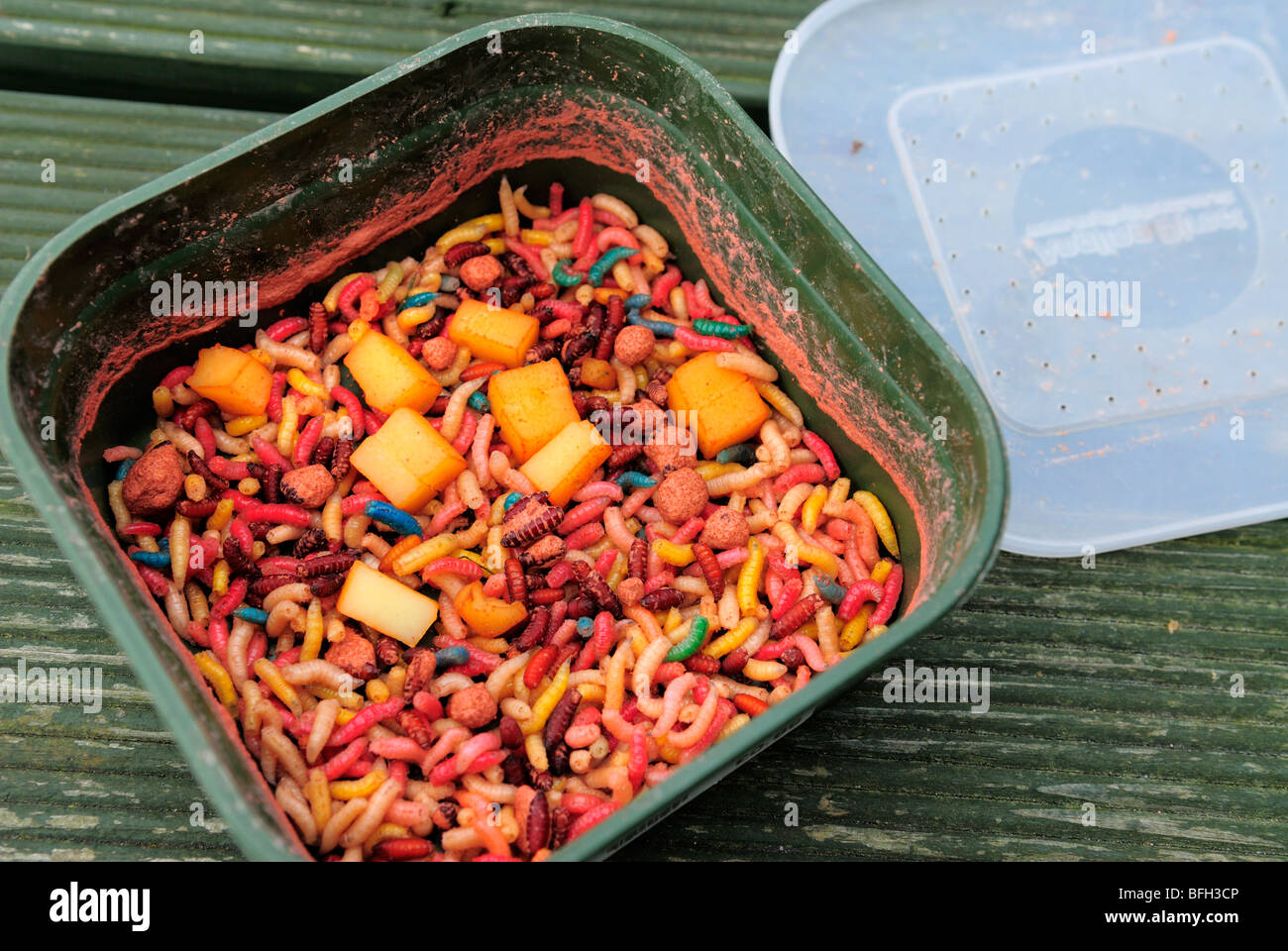 Tub of Maggots for Fishing Bait Stock Photo