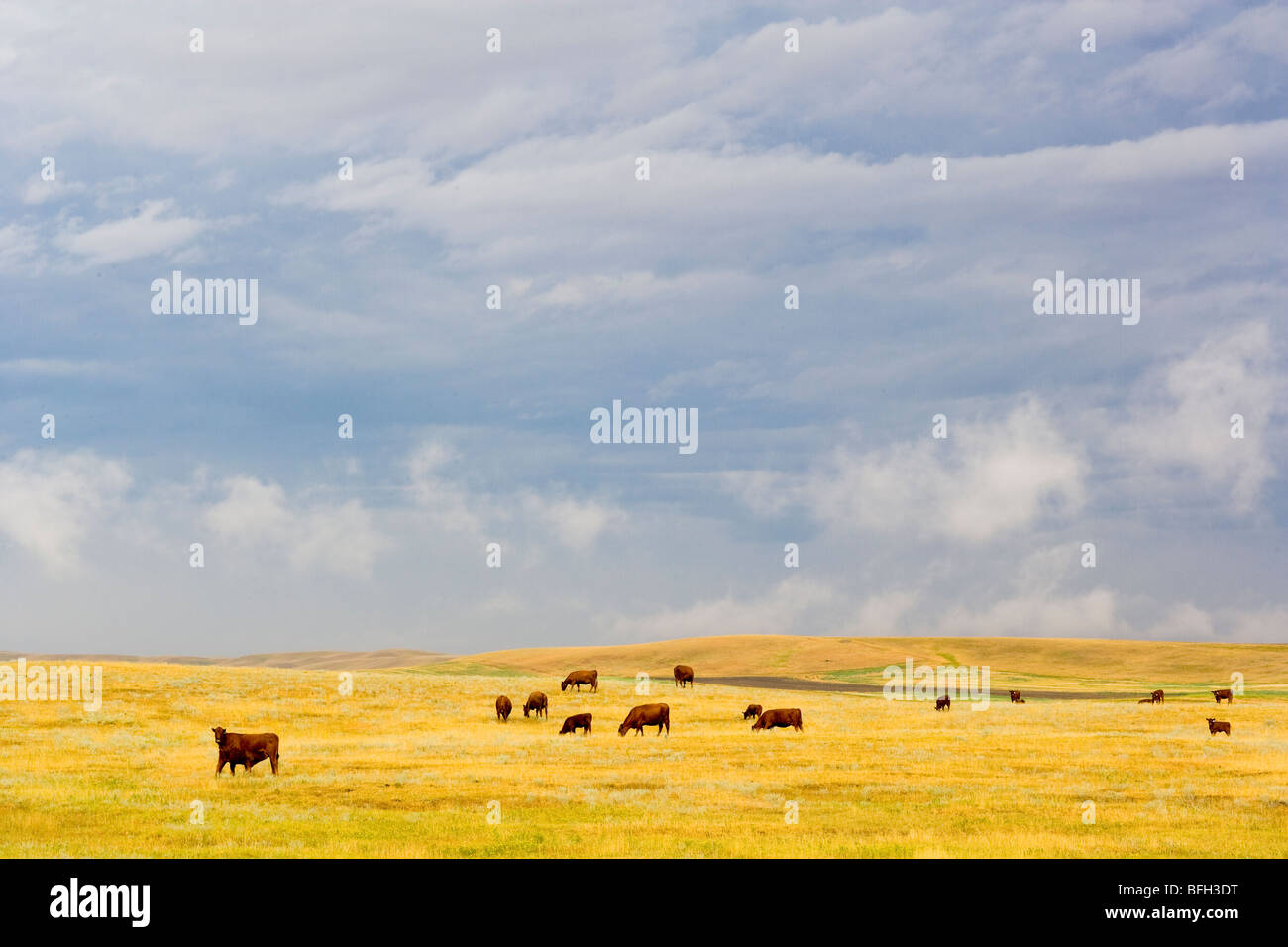 Cattle grazing near brooks hi-res stock photography and images - Alamy