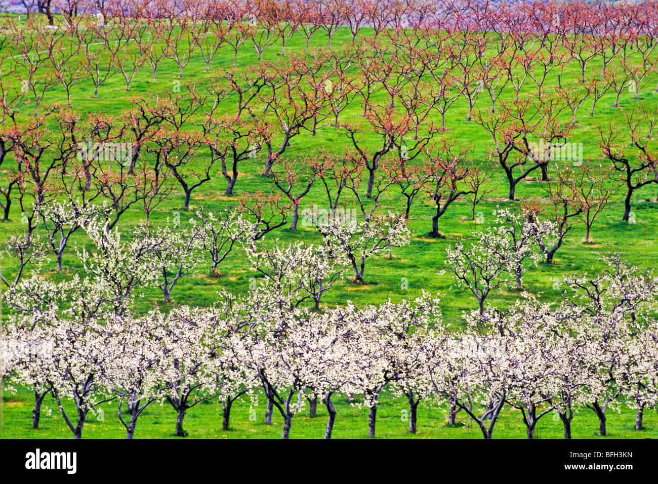 Apple orchard in bloom, Okanagan Valley, Osoyoos, British Columbia