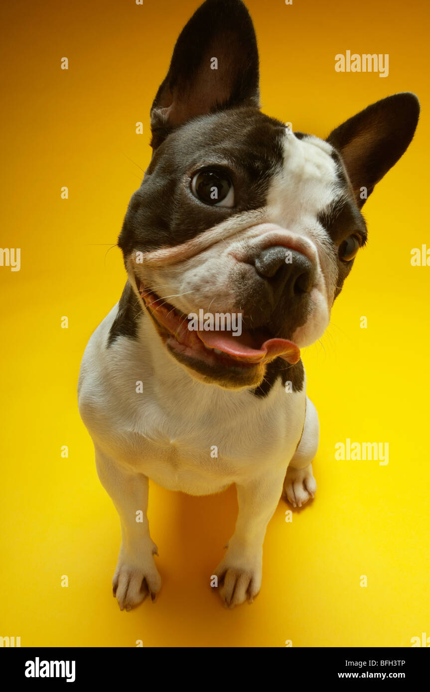 French Bulldog Stock Photo