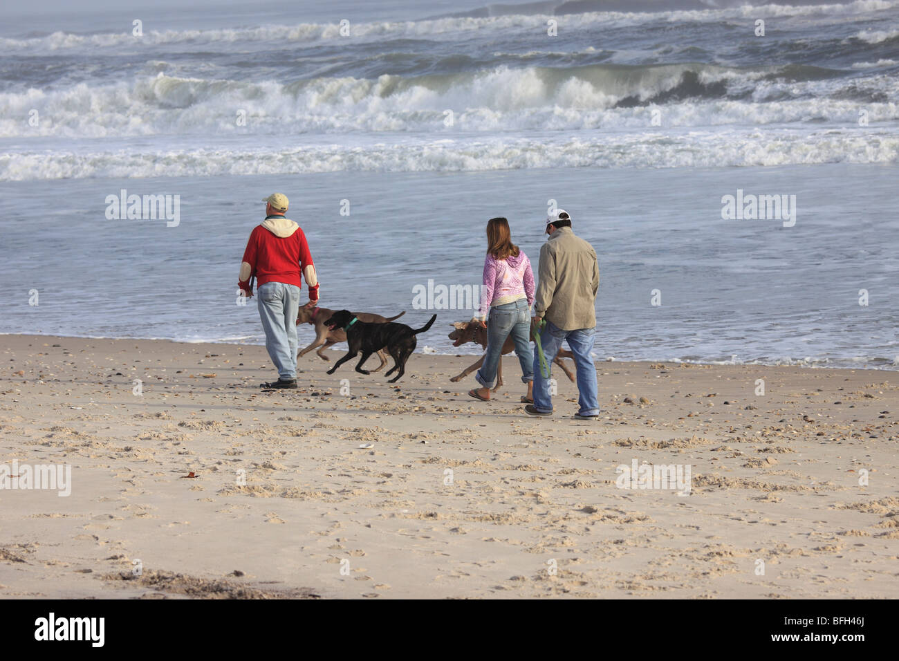 People With Dogs Taking A Walk On The Beach Long Island Ny