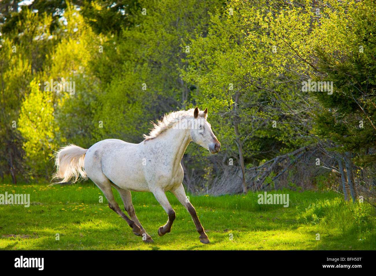 White horse running in field, Prince Edward Island, Canada Stock Photo