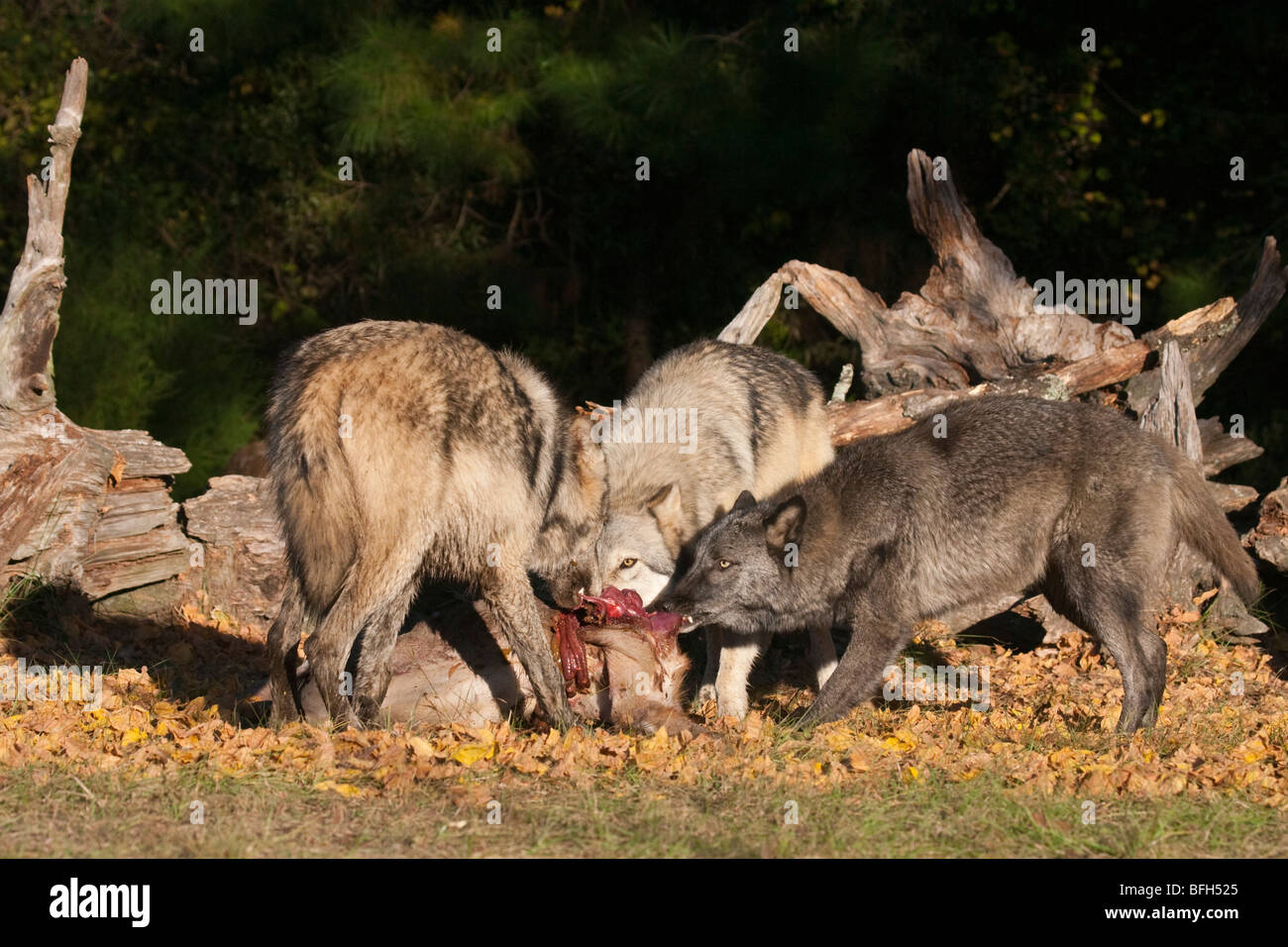 Pack of timber, or gray, wolves with a deer kill. Stock Photo