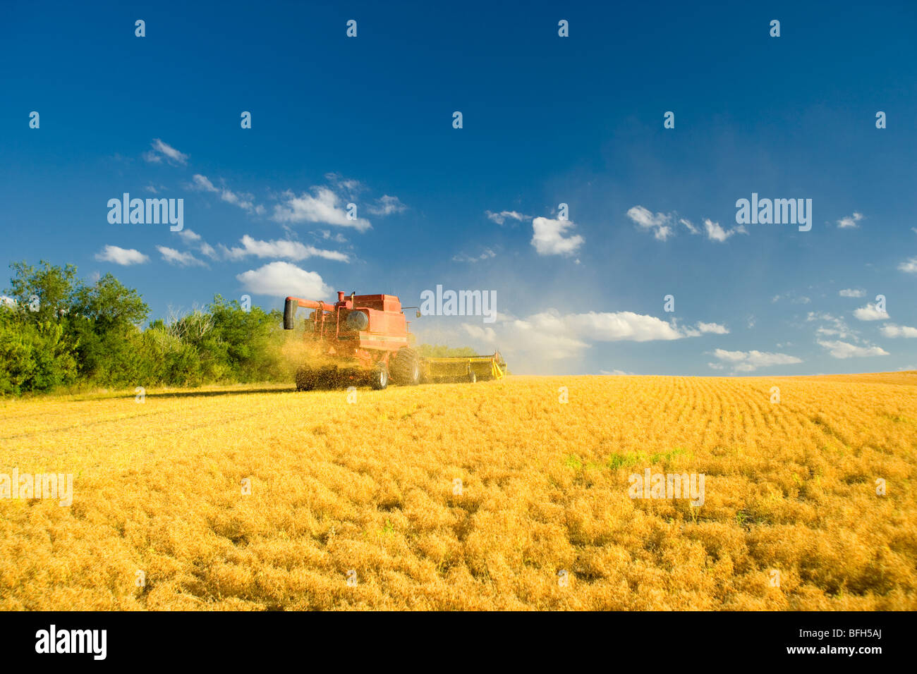 Harvesting lentils, Vanguard, Saskatchewan, Canada Stock Photo