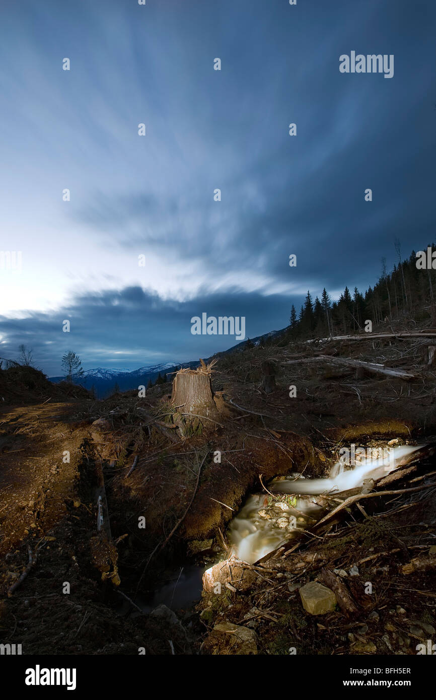 A clear-cut block in the British Columbia wilderness. Stock Photo