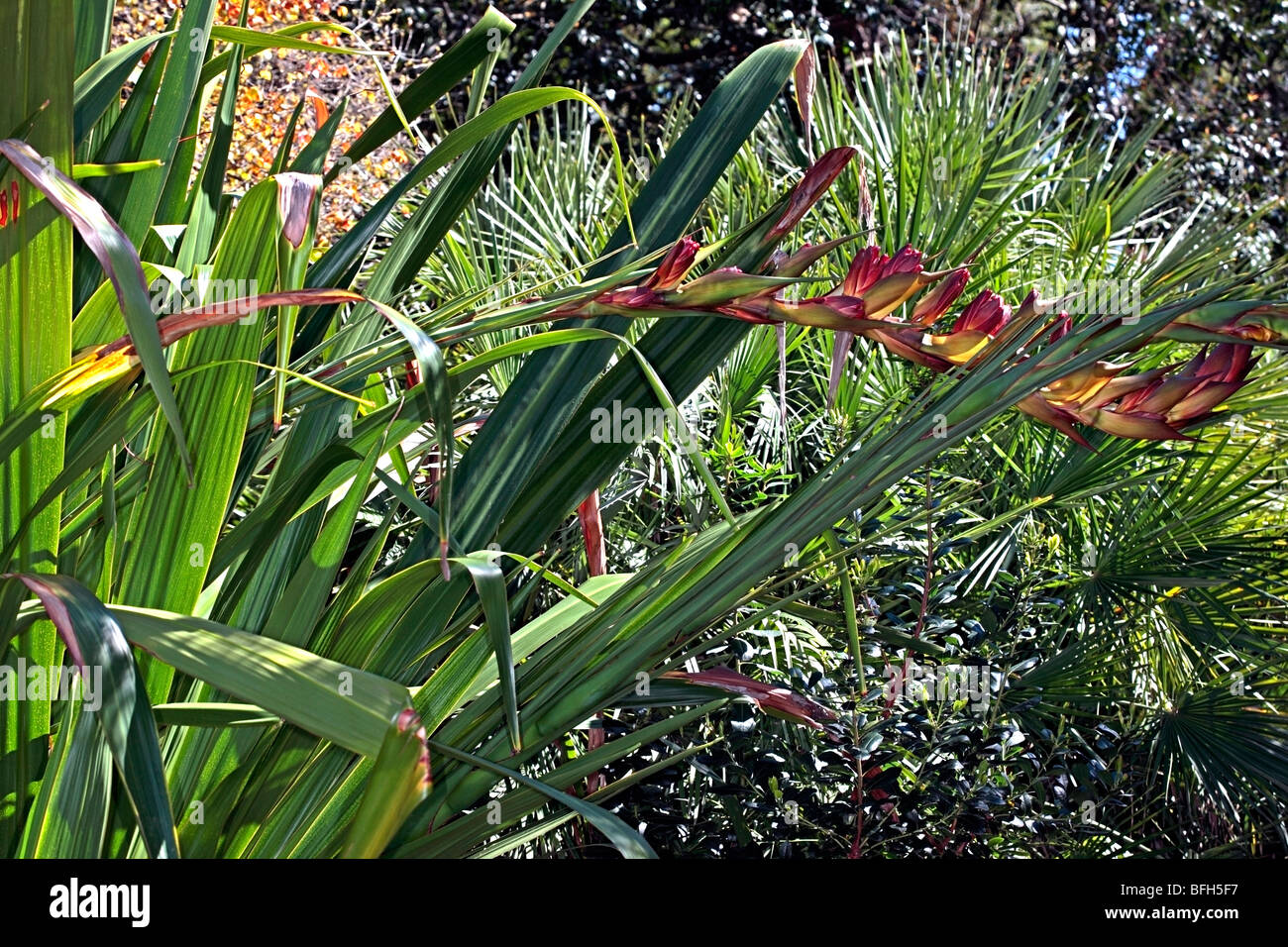 Flower spike of the Spear Lily/Flame Lily/Giant Rosette Plant/Gymea Lily- Doryanthes palmeri-Family Agavaceae- Status Vulnerable Stock Photo