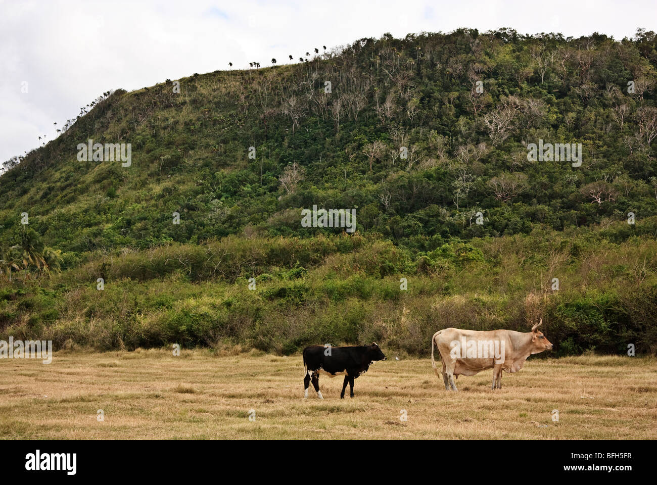 Cow and calf grazing in the open field, La Habana province, Cuba. Winter time, dry grass. Stock Photo