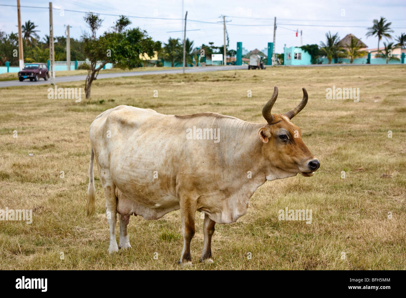 Cow grazing in the open field, La Habana province, Cuba. Winter time