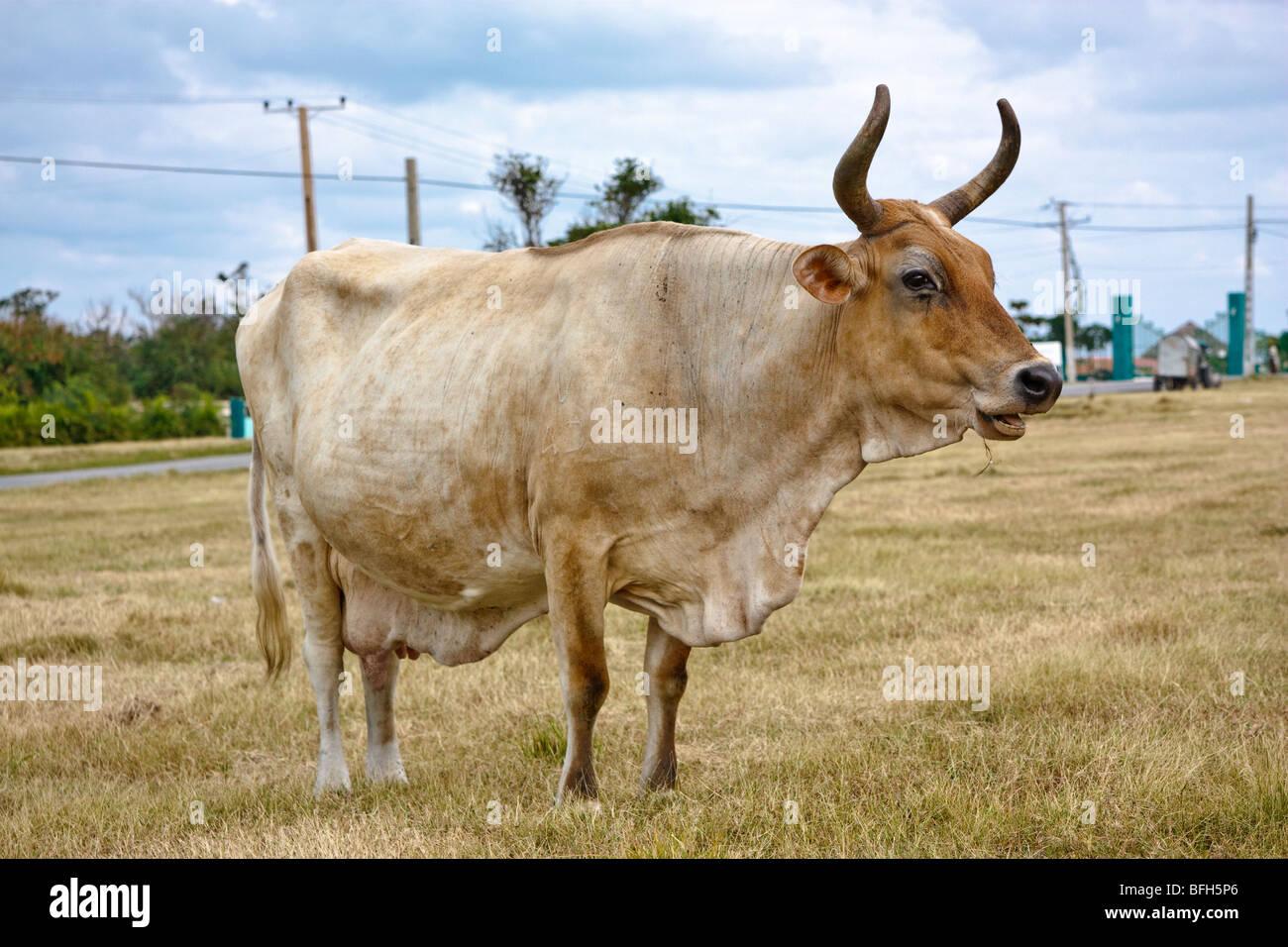 Cow grazing in the open field, La Habana province, Cuba. Winter time