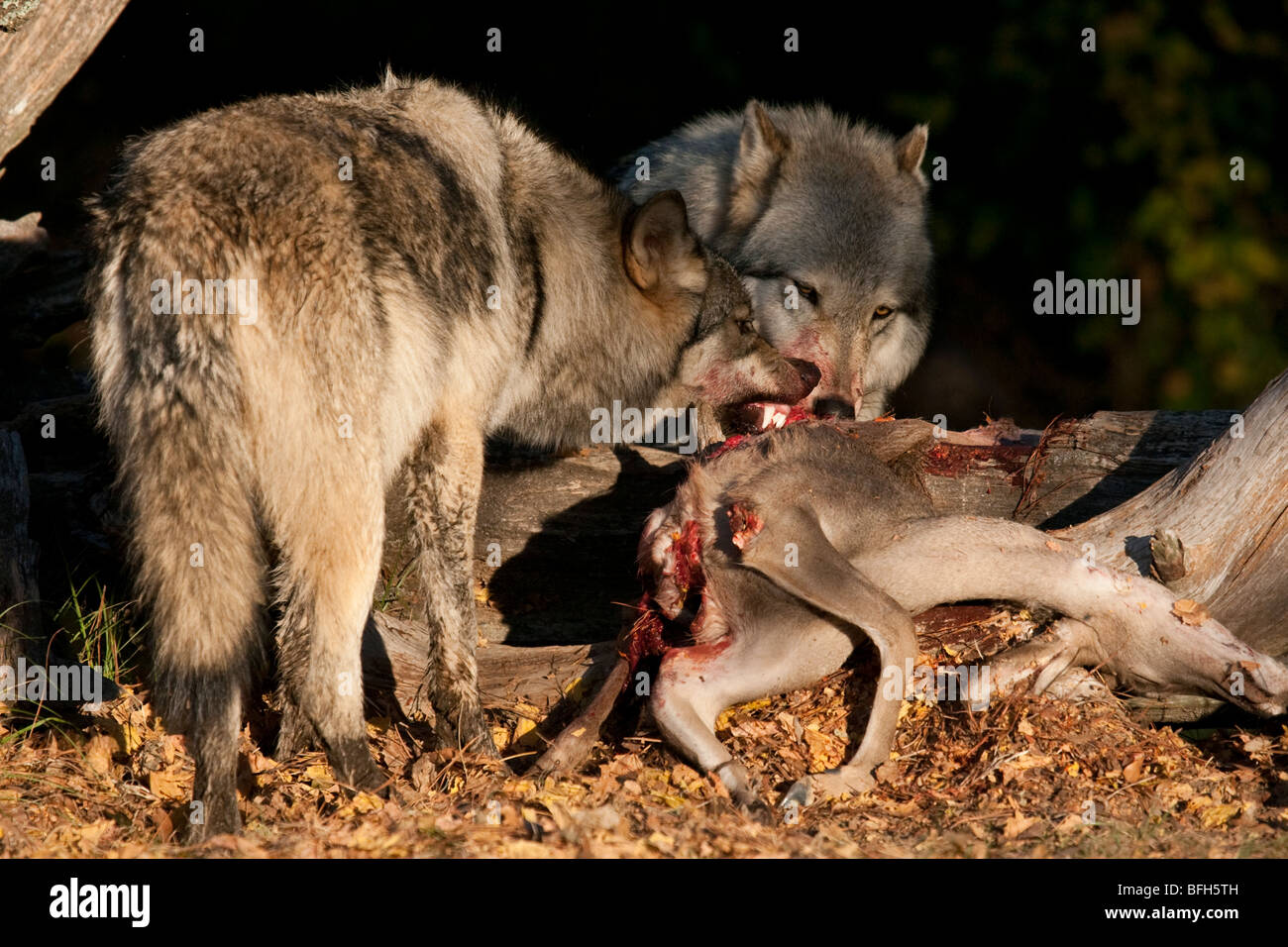 Hungry wolves tear into the carcass of a deer. Stock Photo