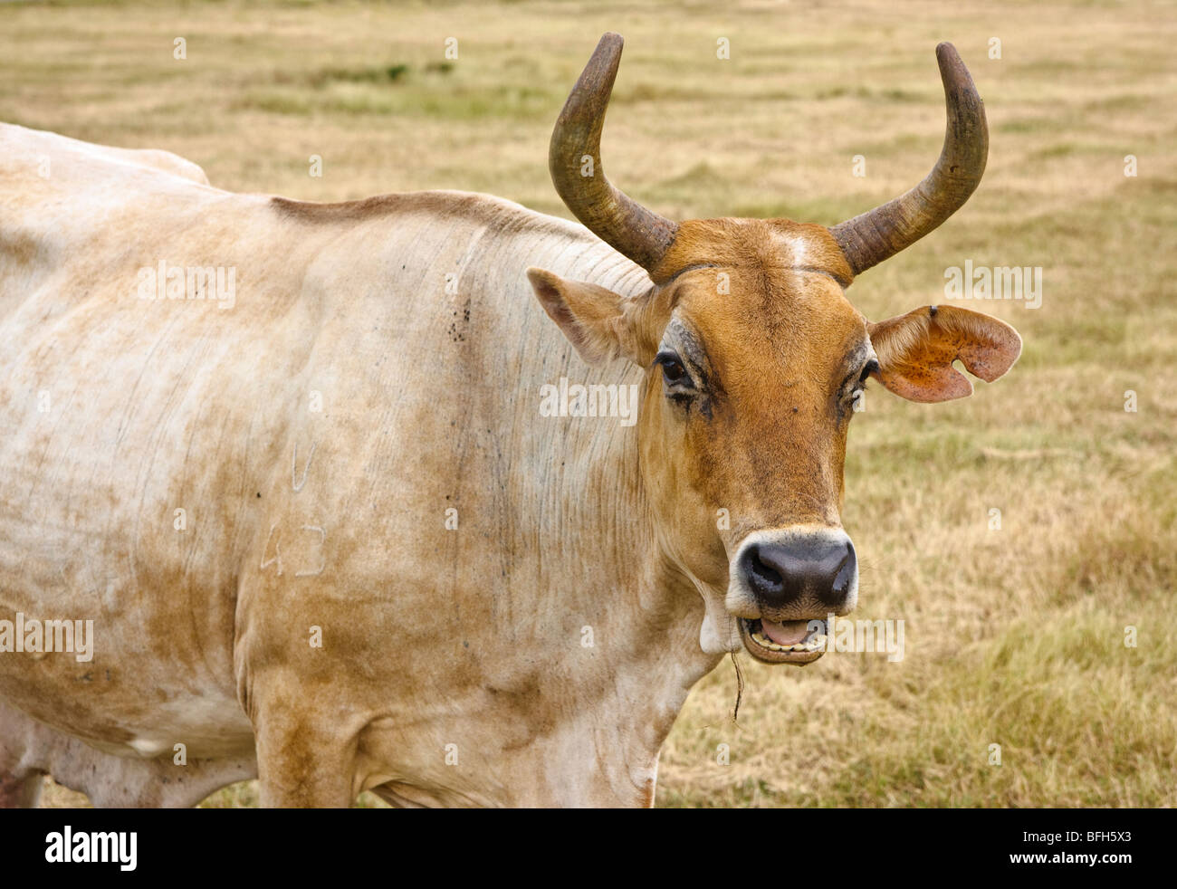 Cuban cattle hires stock photography and images Alamy
