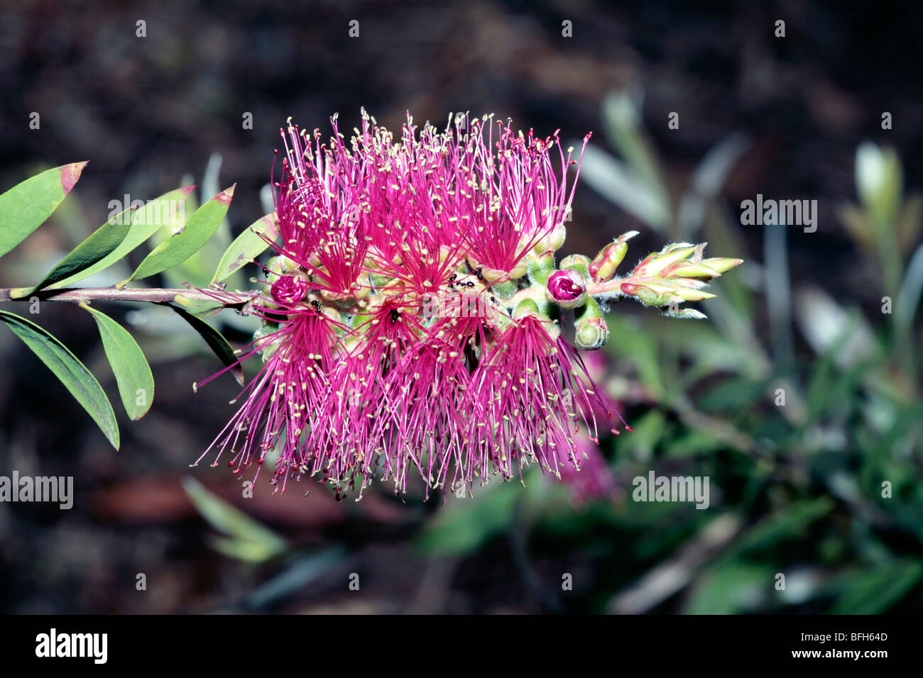 Bottlebrush/Melaleuca flower spike and Black Ants [lasius niger]- Family Myrtaceae Stock Photo