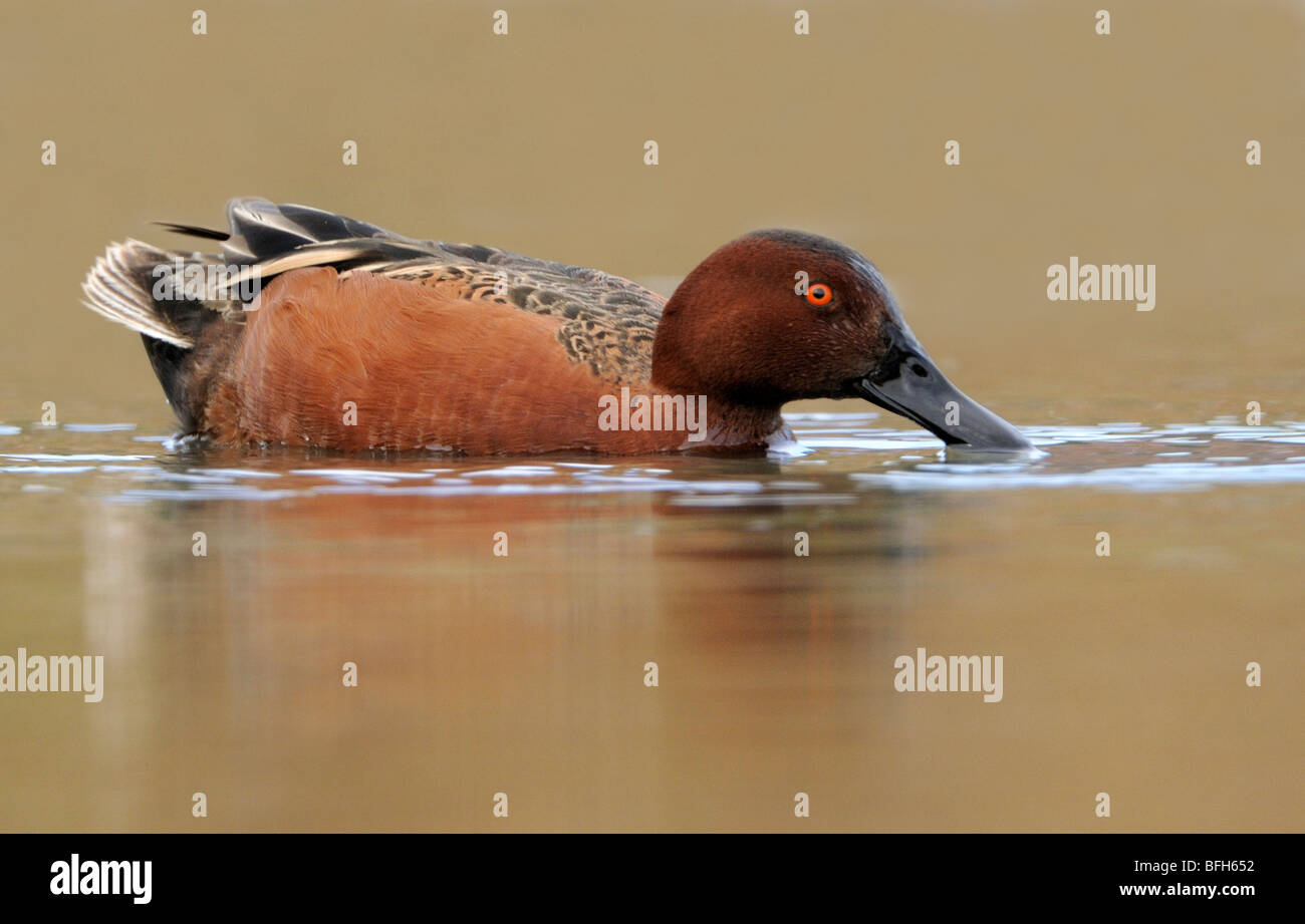 Male Cinnamon Teal (Anas cyanoptera) at San Joaquin Marsh, Orange