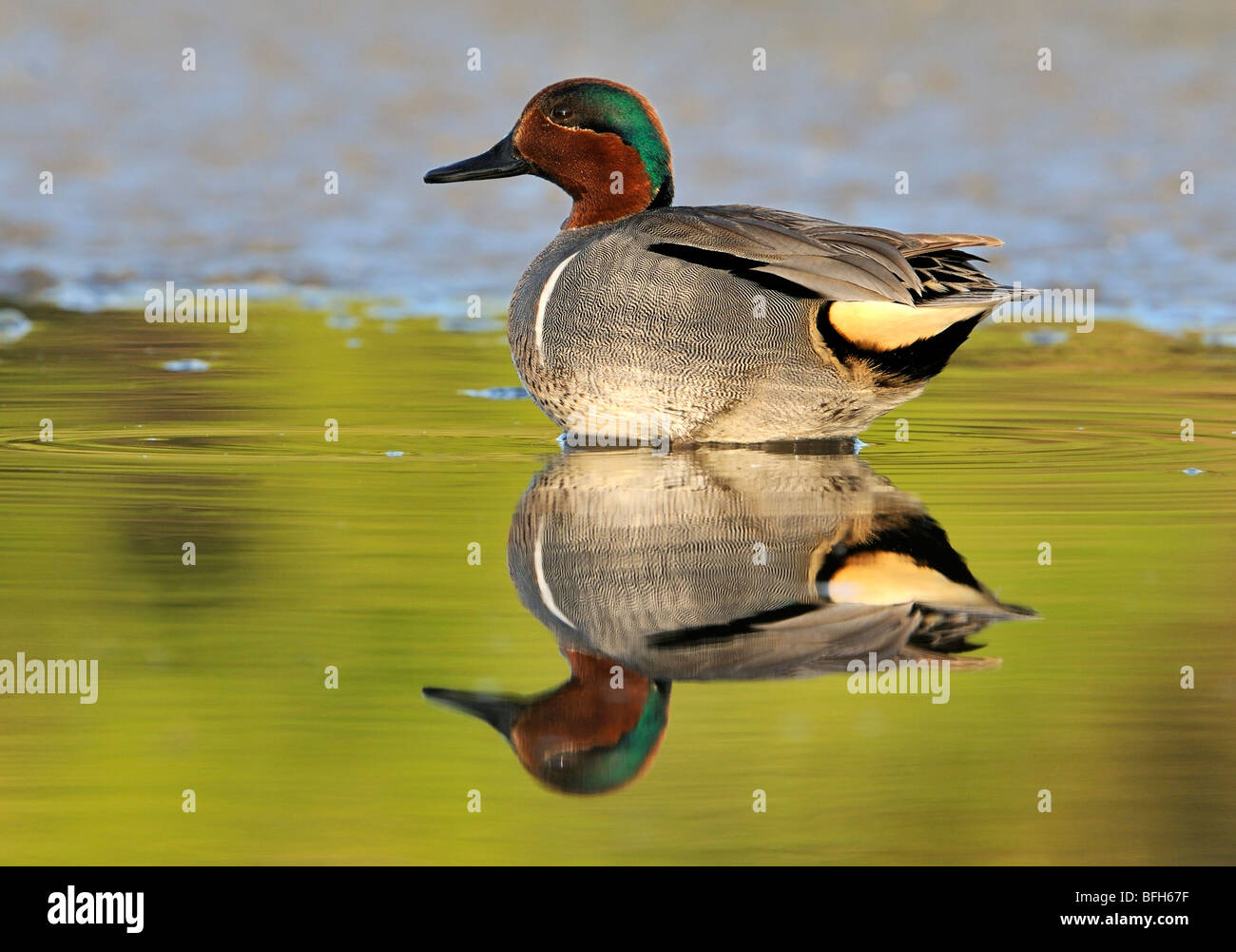 Green-winged Teal (Anas carolinensis) resting at San Joaquin Marsh, Orange County CA Stock Photo