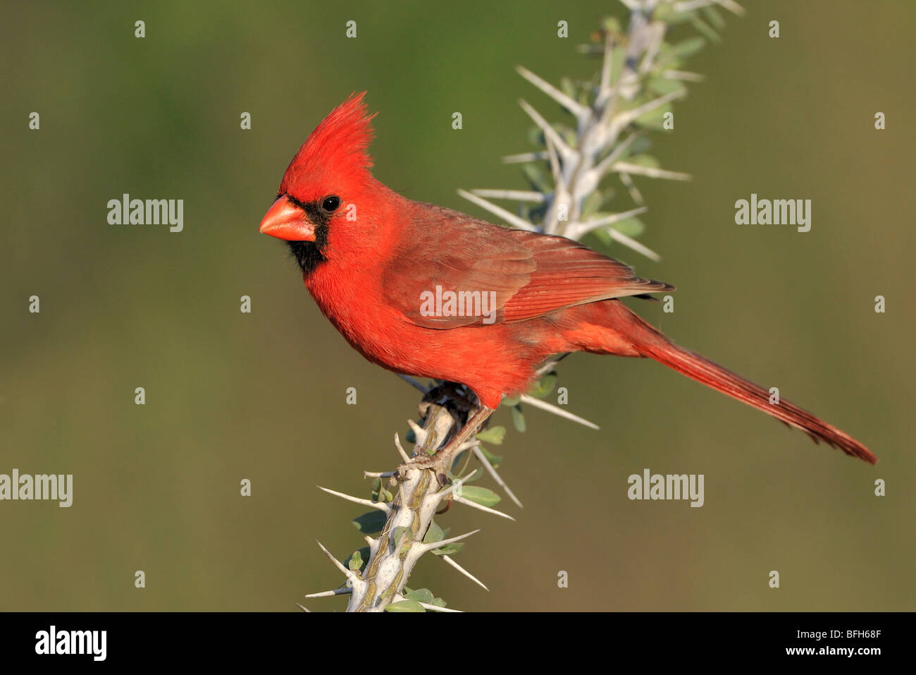 Northern Cardinal (Cardinalis cardinalis) perched on Ocotillo branch at Elephant Head Pond, Arizona, USA Stock Photo