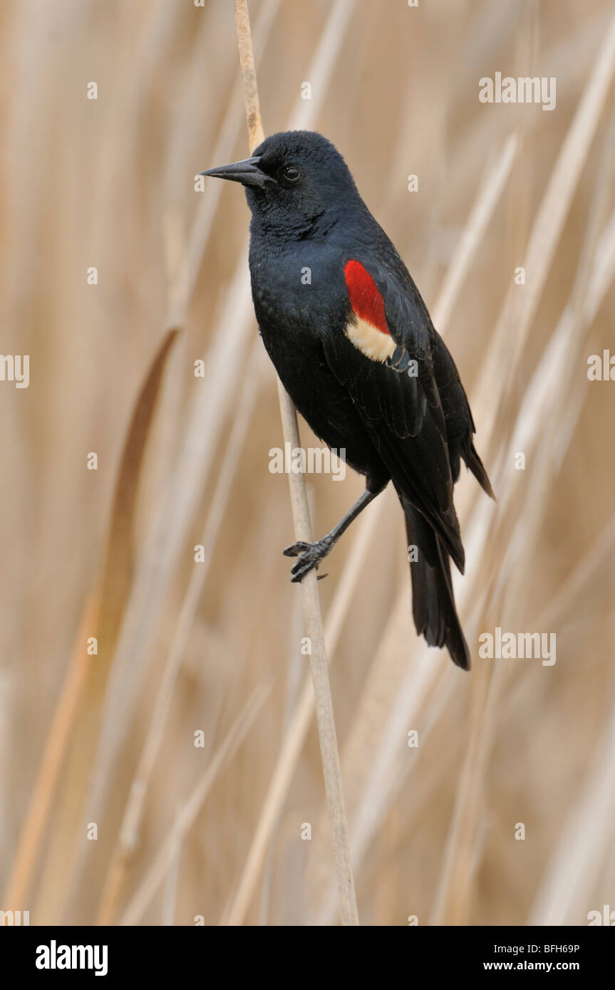 Tri-colored Blackbird (Agelaius tricolor) perched on reed at marsh nest site, Kern County, California, USA Stock Photo