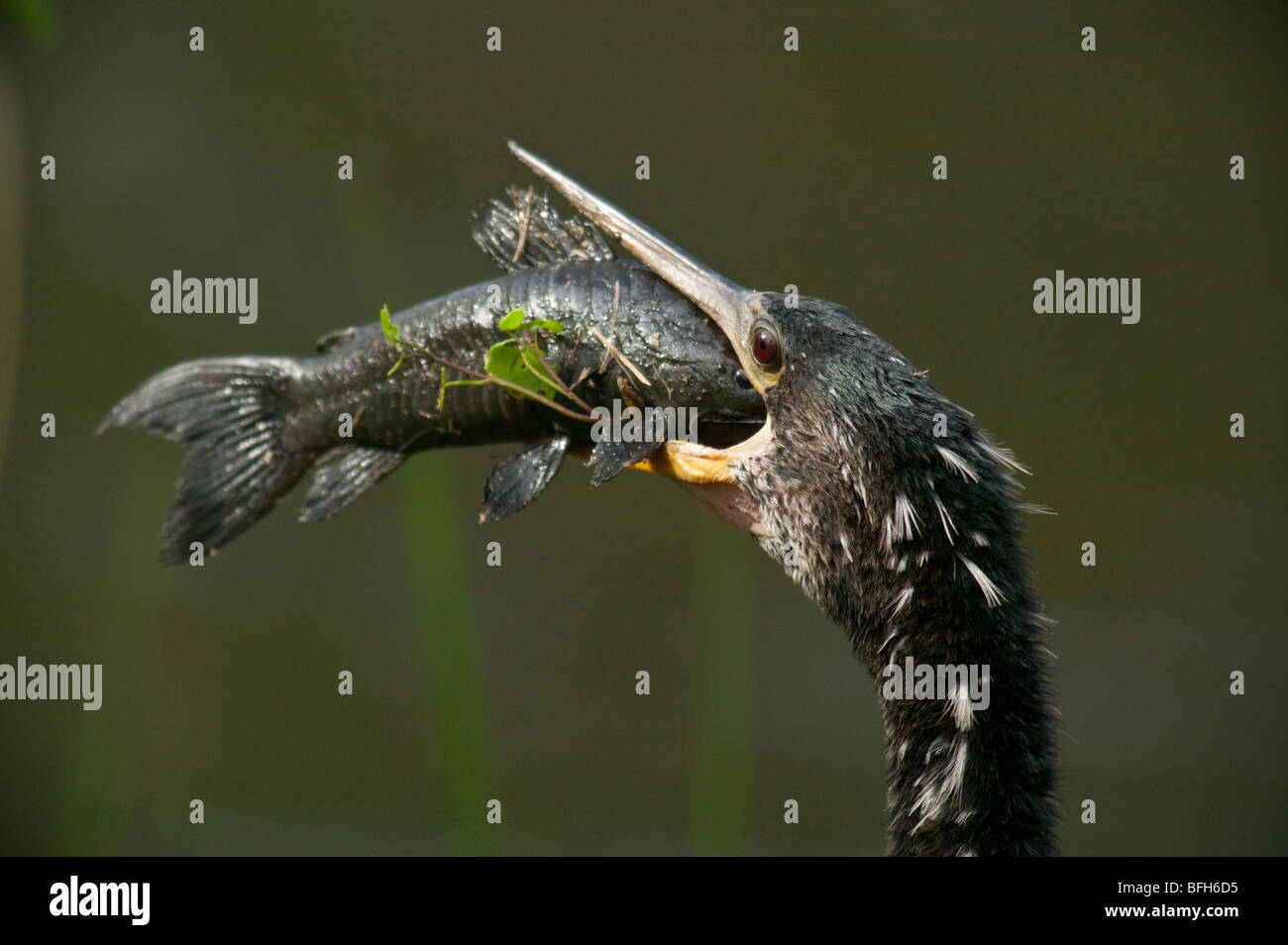 Anhinga in the everglades attempting to swallow an armored catfish. Stock Photo