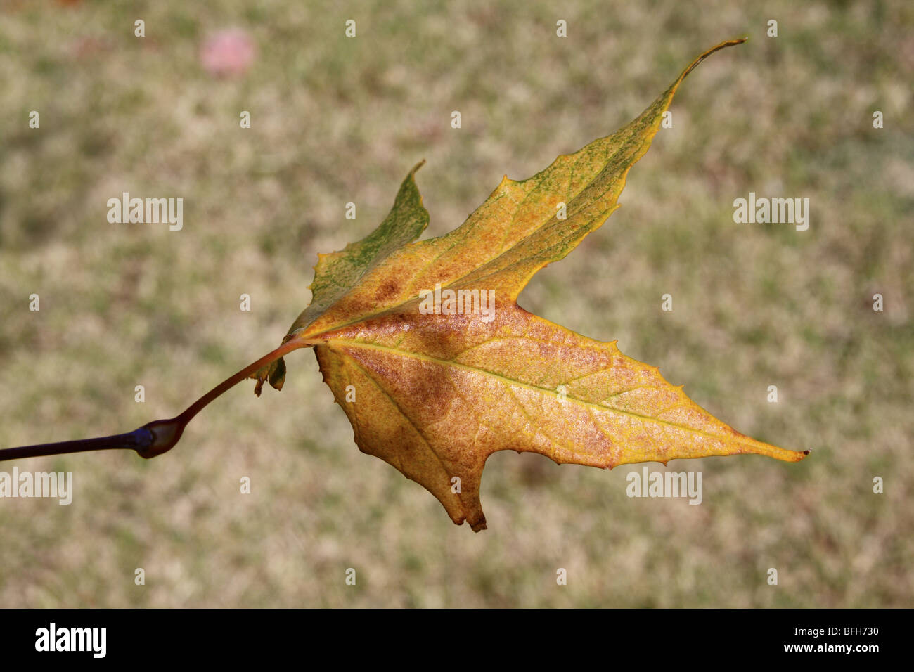 Leaf of Arizona Sycamore (Platanus wrightii) Stock Photo
