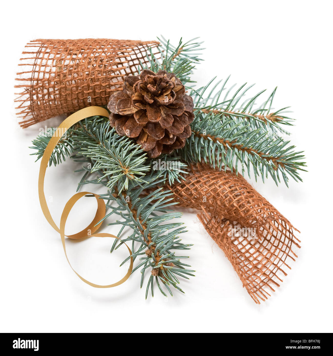 Branch of blue spruce with cone Stock Photo - Alamy