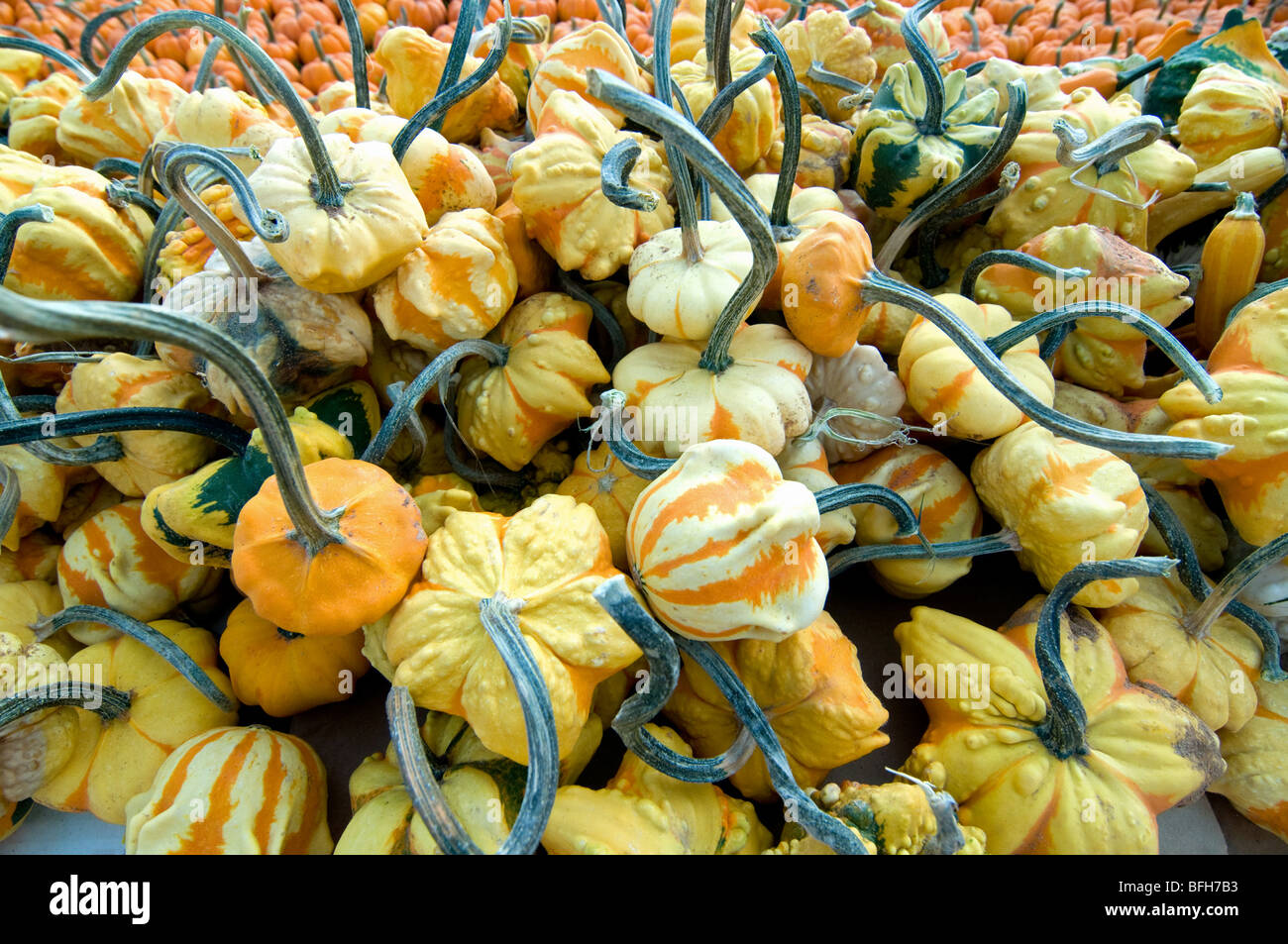 squash multicolored with stems displayed. North Carolina Stock Photo Alamy