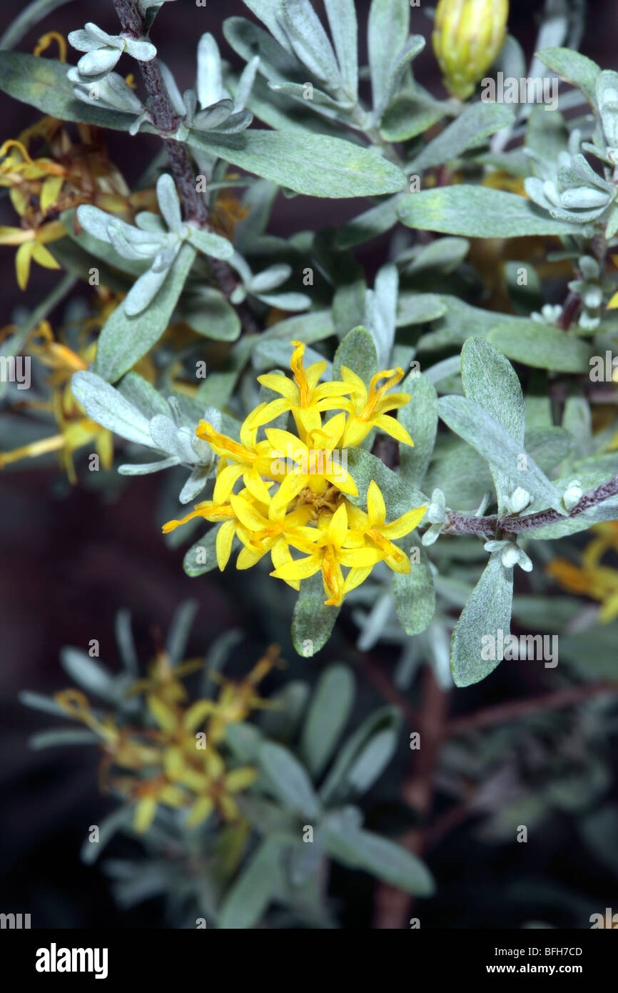 Yellow Gumbush Flowers/ Gombos/ Karoo Gumbush- Pteronia incana- Family Asteraceae Stock Photo