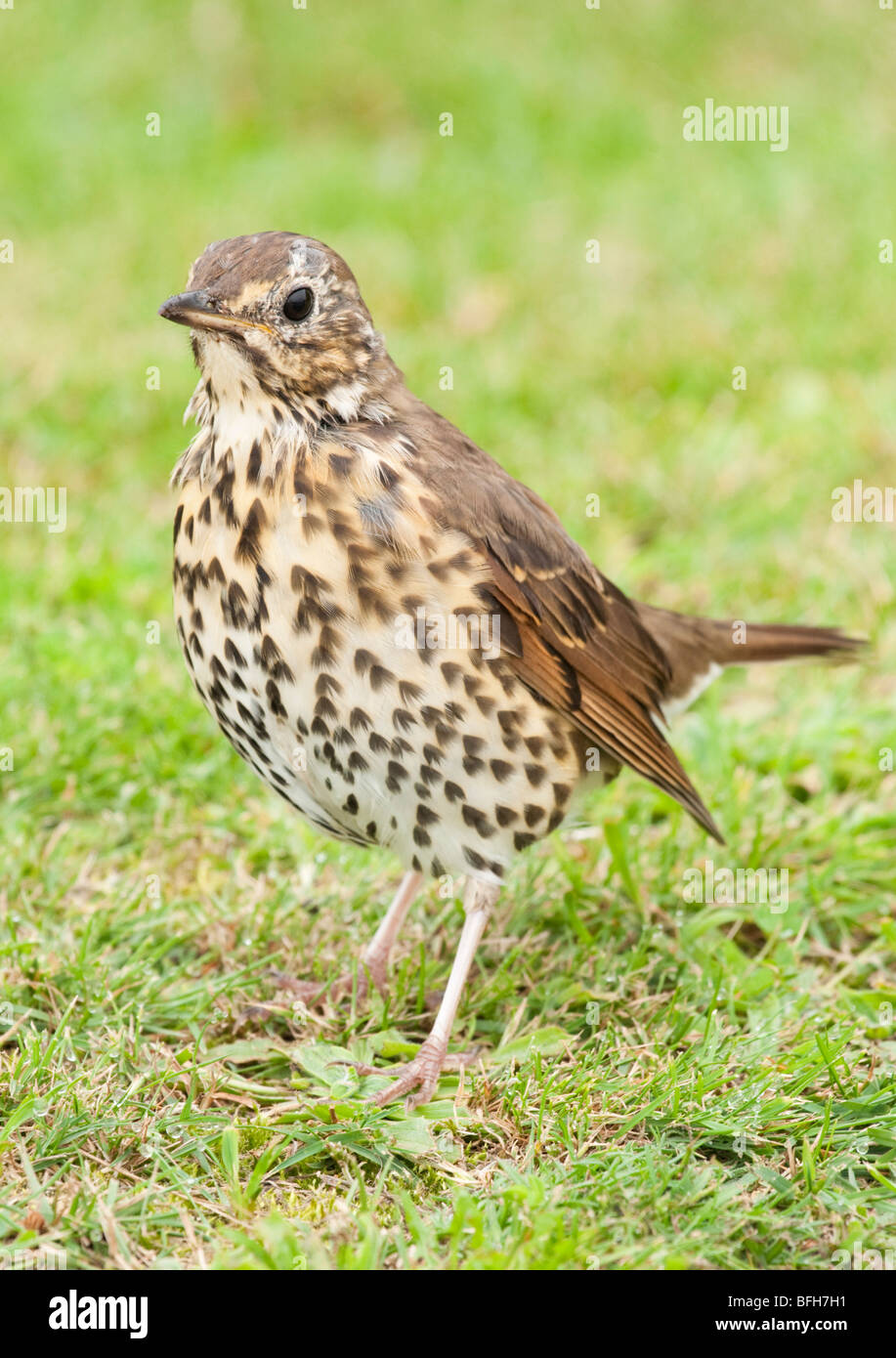 Song thrush, Turdus iliacus, on the ground on the Isles of Scilly Stock Photo